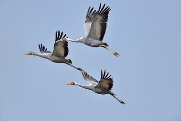 マナヅルの飛翔（鹿児島県・出水市）