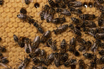 Background of bees on honeycomb with a sealed brood of larvae. Macrophotography of Apis mellifera...