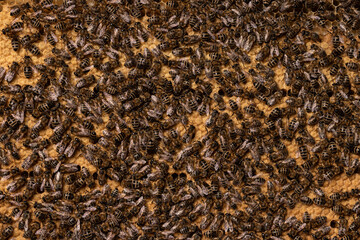 Background of honeycomb with sealed brood and bees. Popular European bee Apis mellifera carnica. Many insects and larvae in cells closed with wax caps