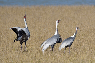 マナヅルの鳴き合い（鹿児島県・出水市）