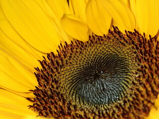 sunflower close up