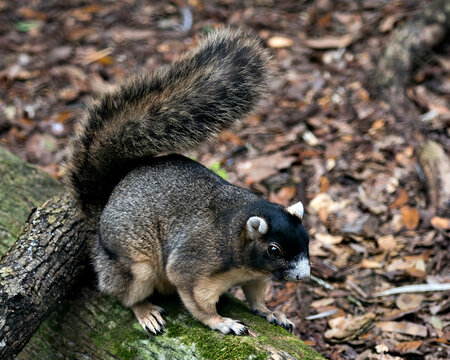 Sherman Fox animal Stock Photos. Fox Squirrel sitting on a moss branch in its habitat with a brown leaves background, displaying brown grey fur, body, head, eye, ears, nose, paws, bushy tail.