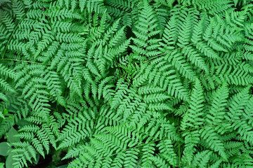 Naklejka na ściany i meble Background of green beautiful leaves of Thelypteris palustris also known as marsh fern.