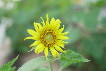 Sunflower pollen and sunflower seeds on adult growing plants