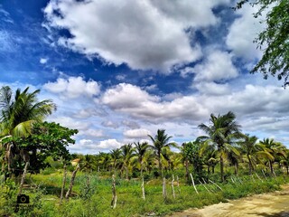 palm trees on the beach