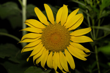 Sunflower pollen and sunflower seeds on adult growing plants