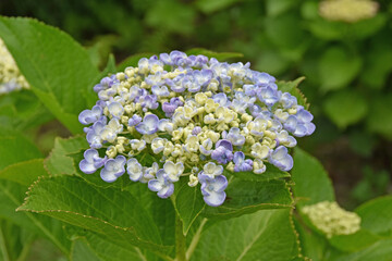 アジサイの花