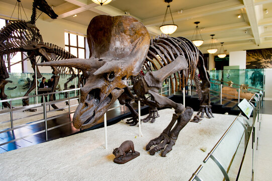 NEW YORK, USA - OCT 8, 2015: Dinosaur Skeleton At The American Museum Of Natural History (AMNH). It Is One Of The The Largest Museums In The World.  Upper West Side Of Manhattan, Central Park West, NY