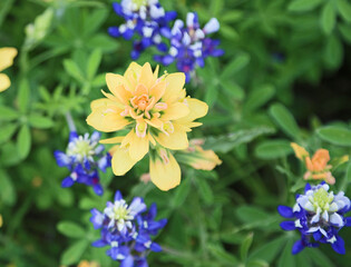 Obraz premium Yellow Indian Paintbrush flower