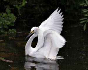 Snowy Egret bird Stock Photos. Image. Portrait. Picture. Spread wings. Angelic wings. White colour feather plumage.