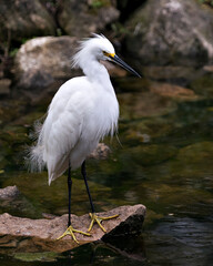 Snowy Egret bird Stock Photos. Image. Portrait. Picture. Beautiful white fluffy feathers plumage. Standing on moss rock. Foliage background. White colour feather plumage..