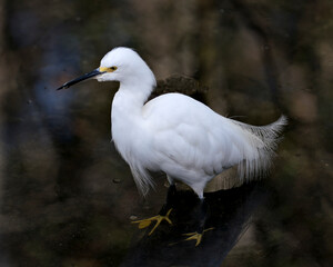 Snowy Egret bird Stock Photos.  Snowy Egret bird close-up side profile view with isolated black contrast background. Image. Picture. Portrait.