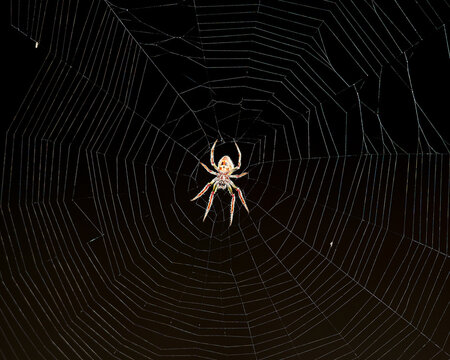 Spider Stock Photos.  Spider on its web with black background. Spiderweb.