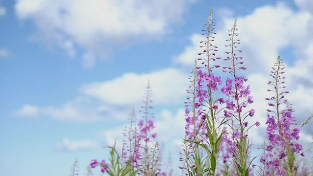 Beautiful violet pink blossoming fireweed flowers moving in light breeze under bright blue sky during summer day