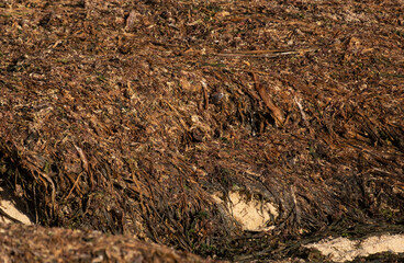 Mounds of dead seaweed washed up on sandy beach, drying in the sun. Close up, shallow depth of field.