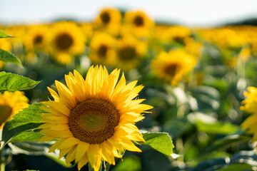 Sunflower in summer