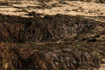 Heaps of brown seaweed washed up on sandy beach, drying in the sun. Close up, shallow depth of field.