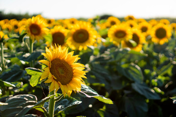 Sunflower in summer