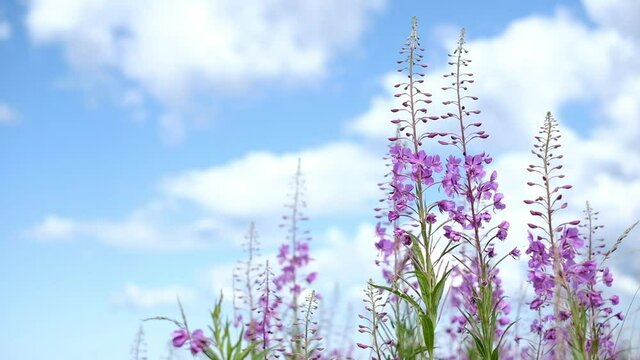 Beautiful violet pink blossoming fireweed flowers moving in light breeze under bright blue sky during summer day