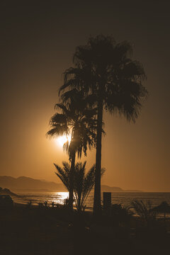 Amanece con el sol entre palmeras, siluetas con sombras enuna playa de Torrox Malaga