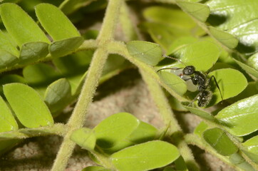 Black ant (scientific name Camponotus crassus) on leaves