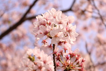 春らしい満開の桜