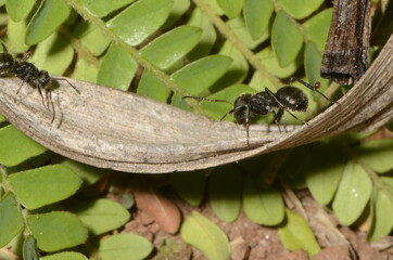 Black ant (scientific name Camponotus crassus) on leaves