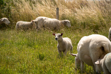 Fototapeta premium Cute little lamb in a green field under the sunny sky.