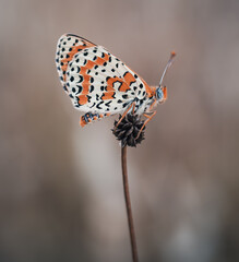 butterfly on a flower