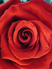 red rose close up