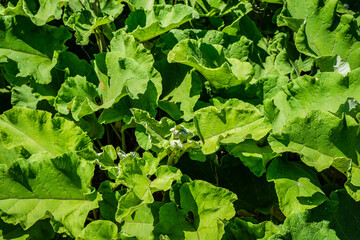 Burdock weeds, beginning of the summer 