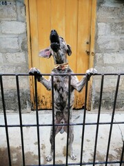 Perro alegre
