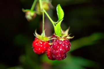 Growing Raspberry , photo taken with a flash at dusk