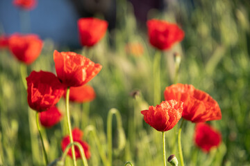 Red poppies in the meadow sunny day in the park.