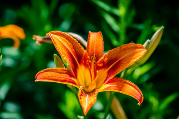 Obraz premium Lily flowers in the garden 