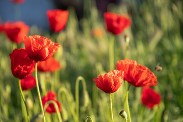 Obraz premium Maki w ogrodzie o świcie w słońcu.