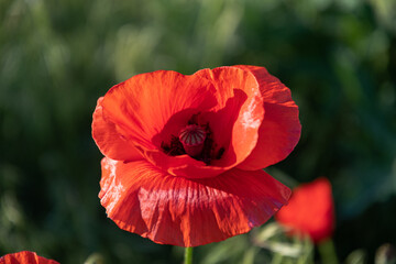 One red poppy flower in the garden at sunrise, in the sunlight on a background of meadow grass.
