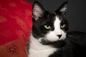 Portrait of a tuxedo cat in front of a red silk pillow
