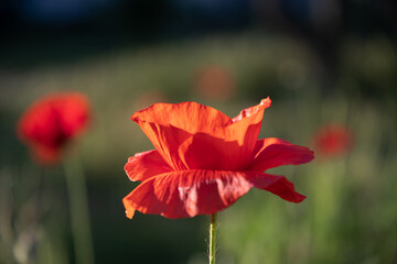 Fototapeta premium Field poppy in the morning light on a summer day in the park.