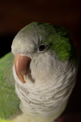 Portrait of a quaker parrot