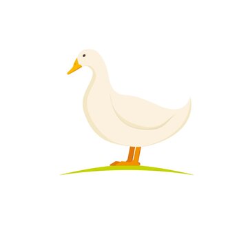 Domestic Layer Duck. White Pekin Duck On White Background. Poultry Farm Birds.