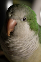 Portrait of a Quaker Parrot