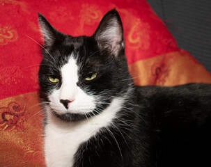 Portrait of a Tuxedo cat against red silk pillow
