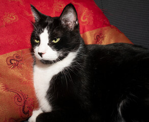Portrait of a Tuxedo cat against red silk pillow