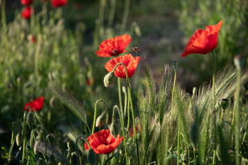 Obraz premium Poppies in the garden at dawn in the sunlight.