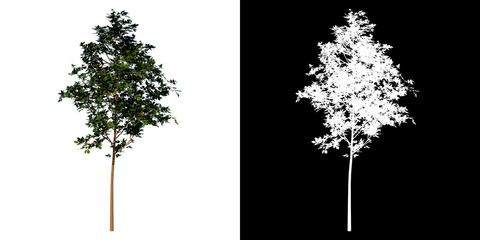 Front view tree (Young Common Maple 3) white background alpha png 3D Rendering Ilustracion 3D