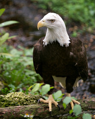 Bald Eagle Bird Stock Photos. Bald Eagle close-up profile view perched on a log, displaying brown feathers plumage, white head, eye, beak, talons, in its habitat with blur background. 