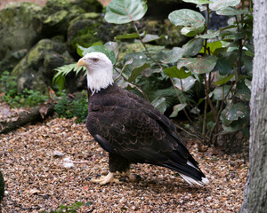 Bald Eagle stock photo.  Bald Eagle close-up profile view displaying brown feathers plumage, white head, eye, yellow beak, talons, in its habitat and environment with foliage background.