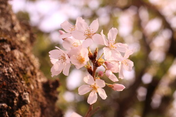 開花した桜の花