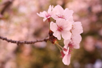 かわいい桜の花